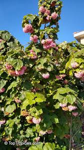 Image result for Dombeya kirkii