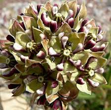 Image result for Asclepias buchwaldii