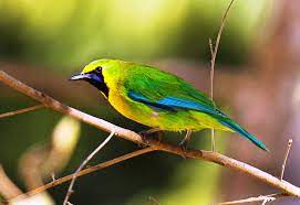 Download Suara Burung Cucak Ijo Mini Gacor Pikat Mp3 Harga