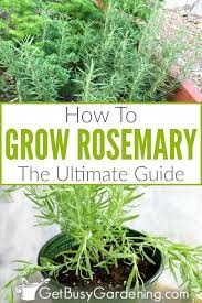 How To Grow Rosemary The Ultimate Guide Growing Rosemary Rosemary Plant Care Rosemary Plant