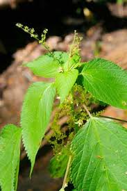 Image result for Laportea alatipes