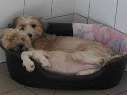 Je nachdem, ob der hund noch in rumänien im tierheim ist oder bereits. Diese Hunde Suchen Ein Neues Zuhause