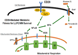 Most cats can live about a week or two with only water, but it can trigger a fatty liver condition when they begin eating again, which can kill them. Cancers Free Full Text Targeting Multiple Myeloma Through The Biology Of Long Lived Plasma Cells Html