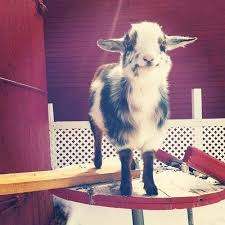 The Terrible Truth About Adorable Baby Goats Cute Animals Happy Animals Happy Goat