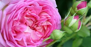 There are several factors that go into multiplying a rose bush through cuttings. Reproduce And Grow Roses From Cuttings