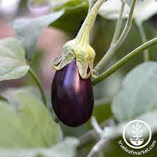 Hansel Hybrid Eggplant Gardening Seeds Buy Vegetable Garden Seeds Eggplant Seeds Seedlings Indoors Eggplant