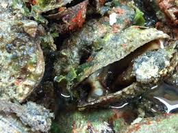 Ancora un sequestro di datteri di mare. Sant Isidoro Salento Niente Viagra Qui Si Mangiano I Chiavatoni Luciano Pignataro Wine Blog