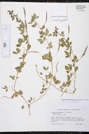 Image result for Cleome schimperi