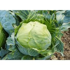 The credit for who created thi. Foods That Start With C Amazing List Of 13 Foods Beginning With C 7esl