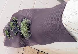 Image result for Microcoelia bulbocalcarata