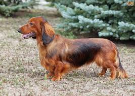 Finding the right doxen puppy can be dog gone hard work. Dachshund Dog Breed Facts Highlights Buying Advice Pets4homes
