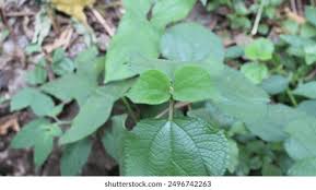 Image result for Laportea ovalifolia
