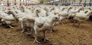 Elle est provoquée par des virus. Grippe Aviaire La Chine Leve L Embargo Sur Le Poulet Francais