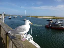 Check spelling or type a new query. Seal At Chatham Pier Picture Of Chatham Pier And Fish Market Tripadvisor