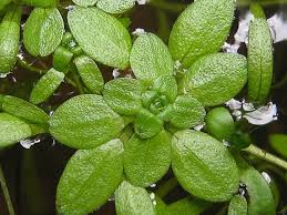 Image result for Callitriche