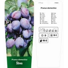 Image result for prunus domestica renkloda althana