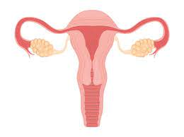 Maybe you would like to learn more about one of these? Como Cuidar La Salud Del Aparato Reproductor Femenino Nutricioni