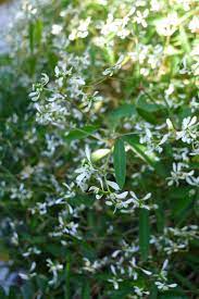 Euphorbia hypericifolia is a low growing clumping shrub with mid green, oval leaves and masses of white flowers. Euphorbia Graminea Diamond Frost Jerry Coleby Williams