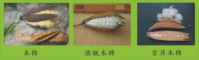 三種木棉之果實與種子 fruit seeds fruit beef