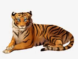 High quality transparent png pictures or layered psd files, 300 dpi, fast download. Png Tiger Clipart Photo Transparent Tiger Clipart Png Transparent Png 966x828 Free Download On Nicepng