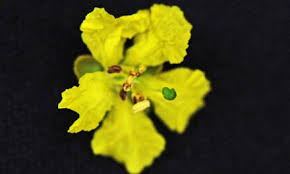 Image result for Markhamia obtusifolia