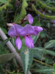 Image result for Desmodium uncinatum