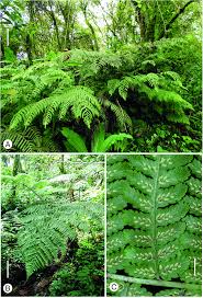 Image result for Asplenium mildbraedii