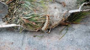 Nid de chenilles processionnaires du pin. Commune De Crans Montana Chenille Processionnaire Du Pin Danger Pour Vous Et Pour Vos