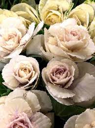Wholesale flowers dallas texas can offer you many choices to save money thanks to 18 active results. Botanica Wholesale Florist 3208 International Pl Irving Tx 75062 Usa