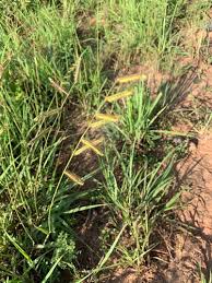 Image result for Urochloa comata