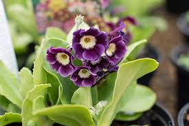 Image result for Primula x pubescens