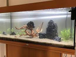Why not try to add some plans? Some Progress Made Mind The Rock Weighing Down The Wood Does Anyone Have Any Suggestions On Changes Or Additions Before I Start Planting Some More Aquariums
