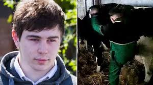 Worst case of animal abuse seen in 23 years' but teen who abused cows and  calves walks free from court