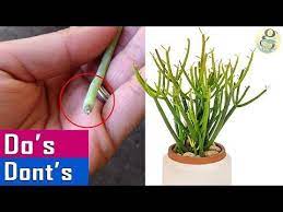 Growing Pencil Cactus Dos Donts Care Tips And Propagation Of Milkbush Youtube Pencil Cactus Pencil Plant Jade Plant Care