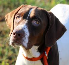 She is about 6 yrs and 10 mnths old and has been spayed. Florida Pointer Rescue Florida Pointer Rescue