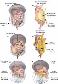 There are some harder ones such as hanging leg raising and body weight. Comparison Of Conventional And Current Interpretations Of Mesenteric Download Scientific Diagram