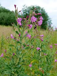 Image result for Epilobium hirsutum
