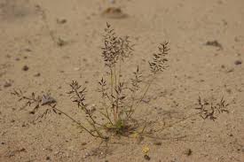 Image result for Eragrostis