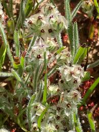 Image result for Disa cryptantha