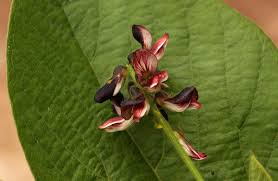 Image result for Eriosema chrysadenium