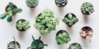 Modern, traditional, eclectic, rustic, glam, farmhouse, country 10 Types Of Succulents You Need To Know Trendy And Colorful Succulents