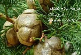 علاج تضخم البروستاتا بالاعشاب الطبيعية وأهم أعراضها
