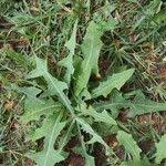 Image result for Launaea violacea