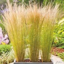 Federgras Windspiel Gunstig Online Kaufen Mein Schoner Garten Federgras Garten Grundriss Garten Schluter