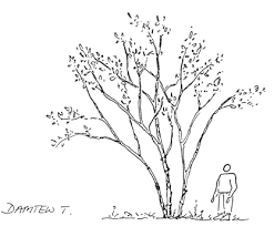 Image result for Rhoicissus revoilii