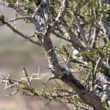 Image result for Boscia filipes