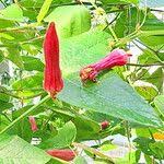 Image result for Passiflora sanguinolenta
