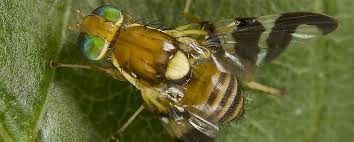 Image result for Rhagoletis completa