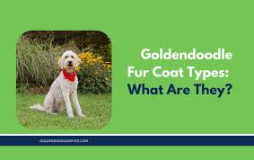 The teddy bear or puppy cut is a pet cut that's intended for pet owners who don't have the time to maintain a really awesome clip for their dogs. 3 Types Of Goldendoodle Coats