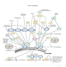 Estamos também no twitter (@g1) e no instagram (@portalg1). G1 S Checkpoint Cell Signaling Technology